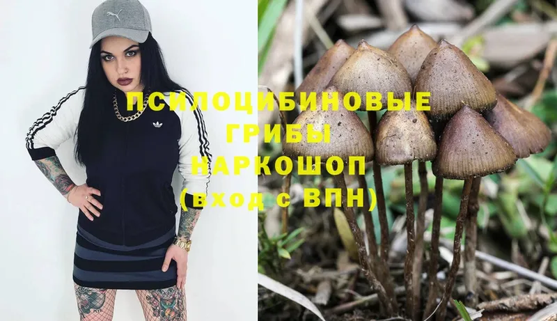 blacksprut ТОР  Шенкурск  Псилоцибиновые грибы ЛСД 